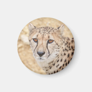 Face of the Wild: Cheetah's Intense Look Magnet