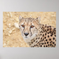 Face of the Wild: Cheetah's Intense Look