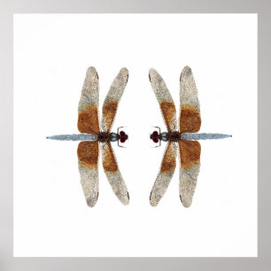 Face-Off 2 Widow Skimmer Dragonflies Poster