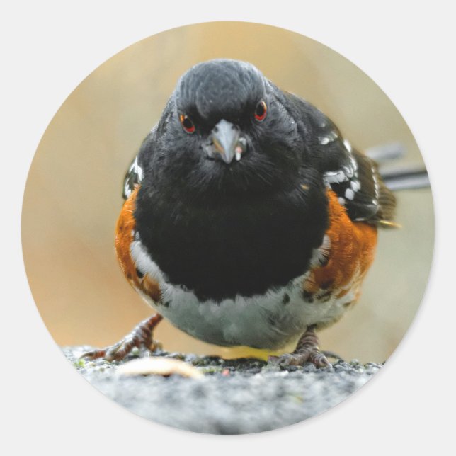Face to Face with a Spotted Towhee Classic Round Sticker (Front)
