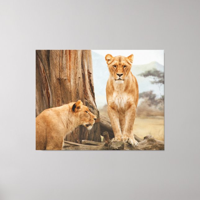 Face To Face With Lions Canvas Art (Front)
