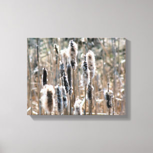 Faded Fluffy Cattails In Spring Nature Canvas Print
