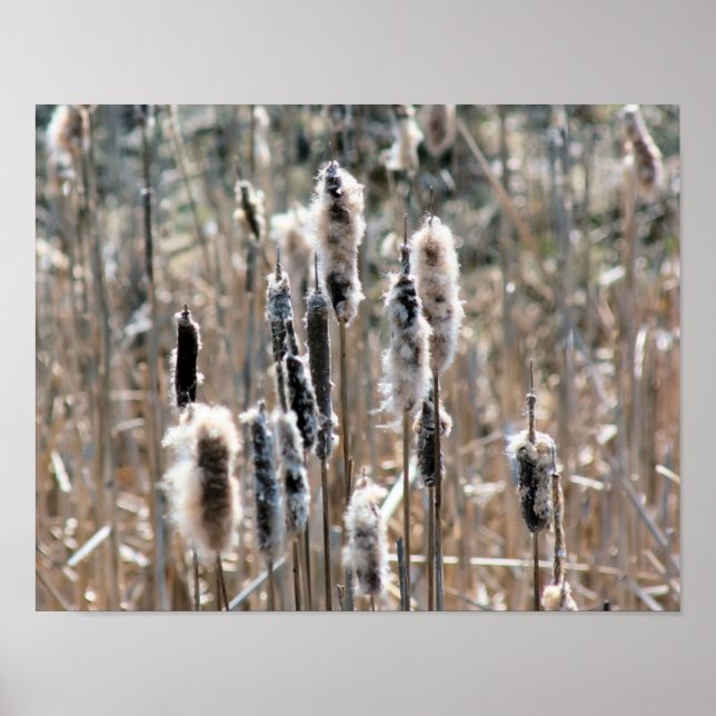 Faded Fluffy Cattails In Spring Nature Poster (Front)