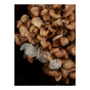 Faded Hydrangea   Poster