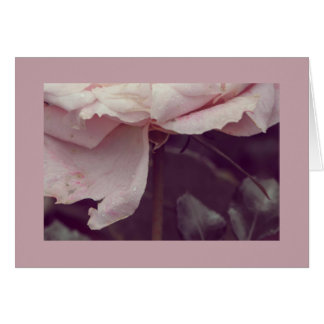 Faded pink rose