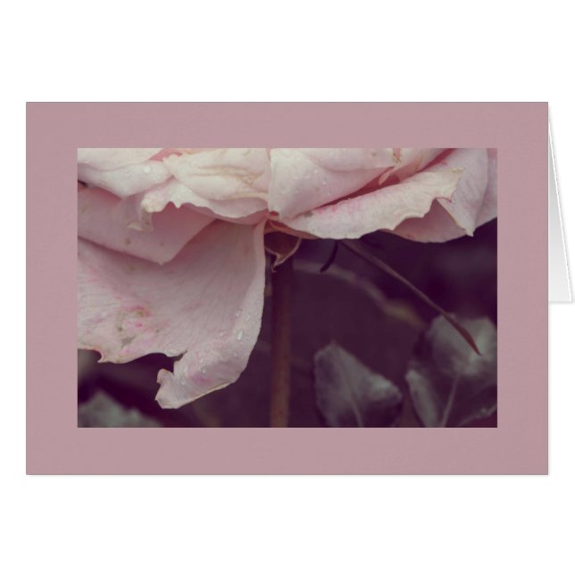 Faded pink rose (Front Horizontal)
