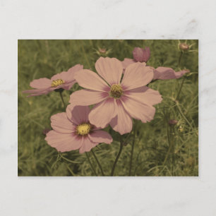 Faded Pink Vintage Look Cosmos Flower Postcard