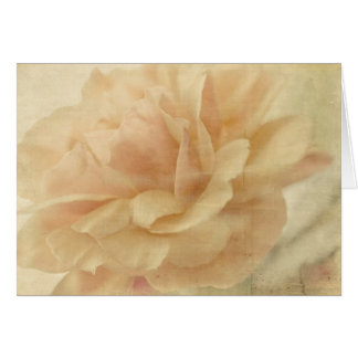 Faded rose empty