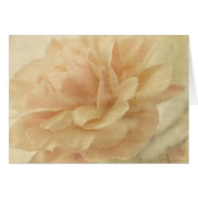 Faded rose empty (Front Horizontal)