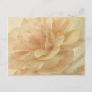 faded rose postcard
