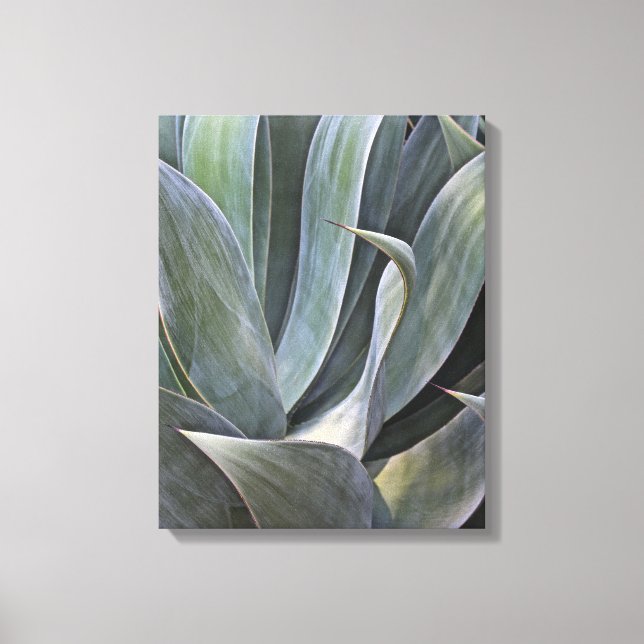 Faded Succulant Detail, 2017 Canvas Print (Front)