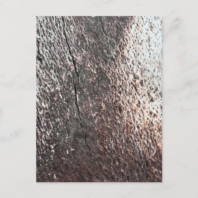 Fading Tree Bark Texture Postcard (Front)