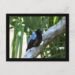 Fairy Bluebird Photo Postcard