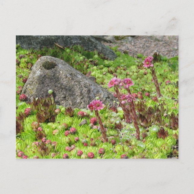 Fairy Landscape Postcard (Front)