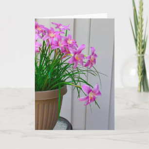 Fairy Lilies Original Still Life Card