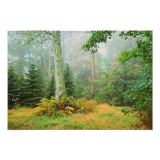 Fairy tale woods photo print