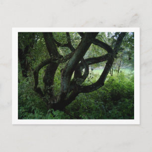 Fairy Tree Postcard