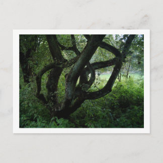 Fairy Tree Postcard