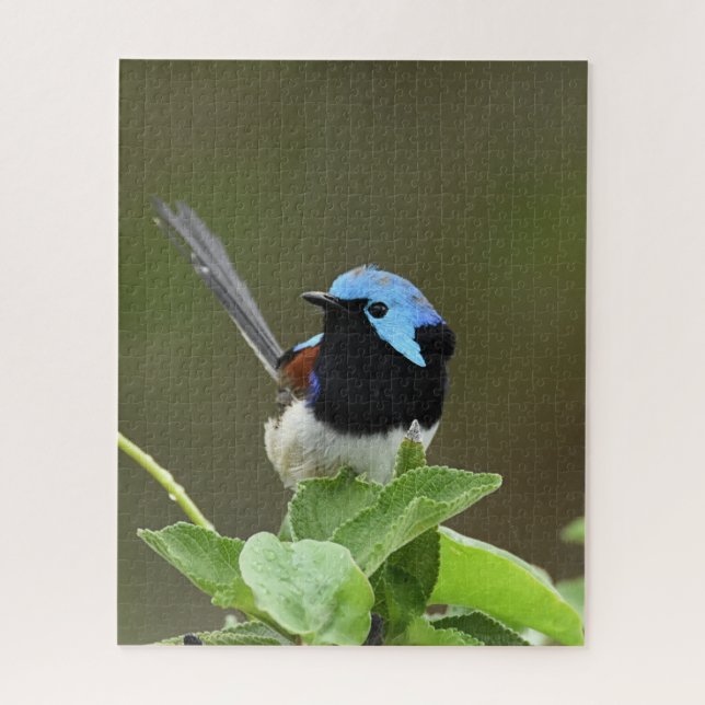 Fairy Wren Jigsaw Puzzle (Vertical)