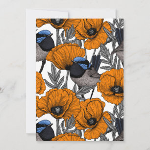 Fairy wrens and orange poppy flowers 2