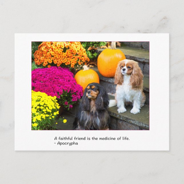 Faithful Friend Cavalier King Charles Postcard (Front)