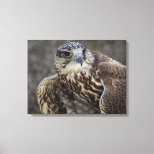 Falco cherrug canvas print