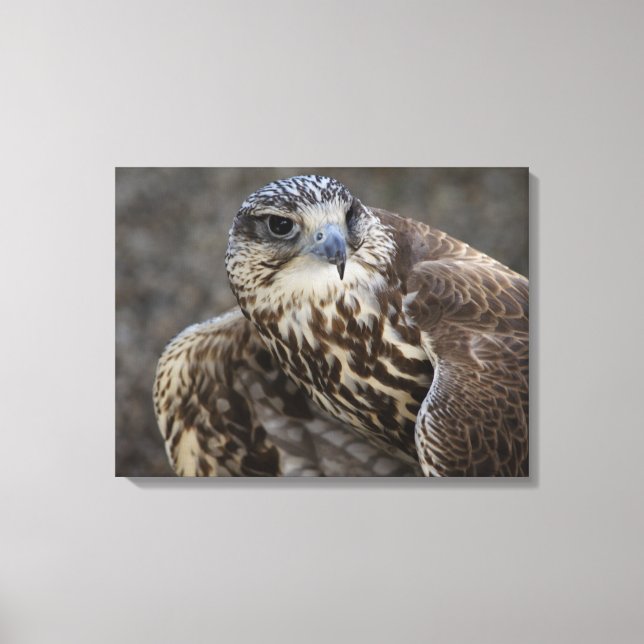 Falco cherrug canvas print (Front)