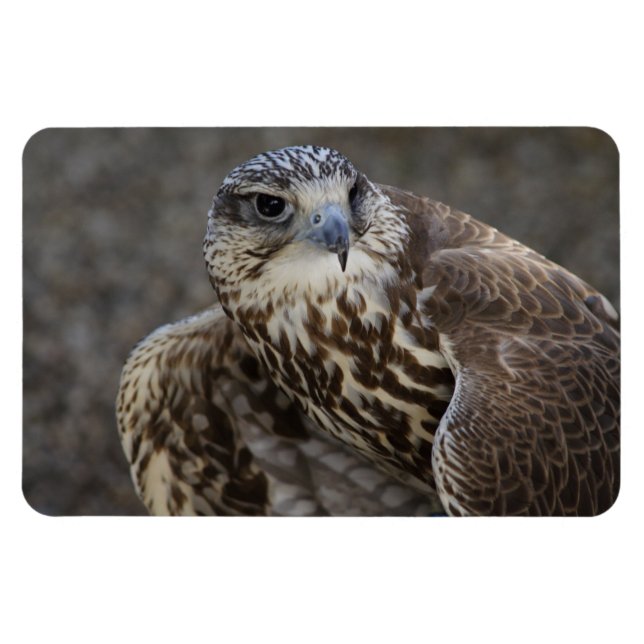 Falco cherrug magnet (Horizontal)