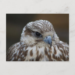 Falco cherrug Portrait Postcard