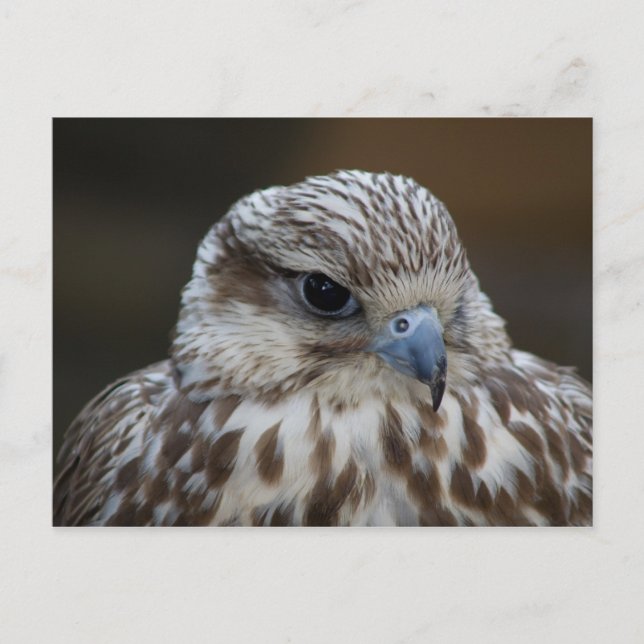 Falco cherrug Portrait Postcard (Front)