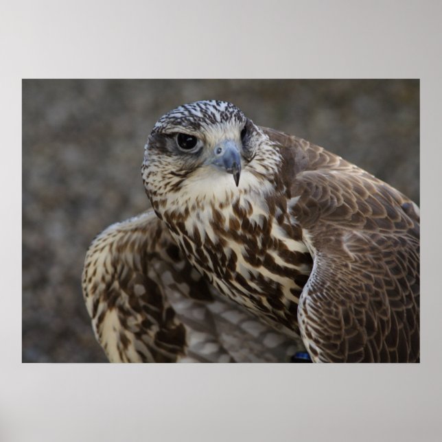 Falco cherrug poster (Front)