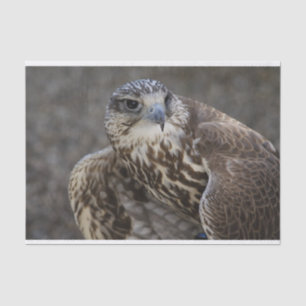 Falco cherrug tissue paper