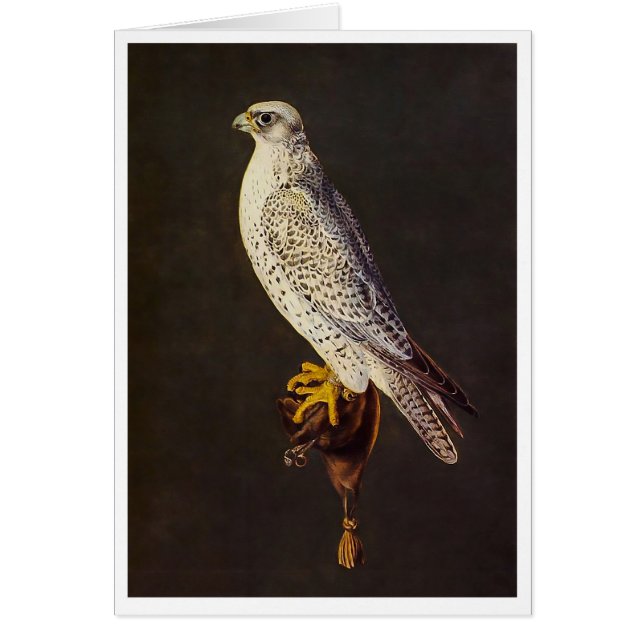 Falcon 16th Century (Front)