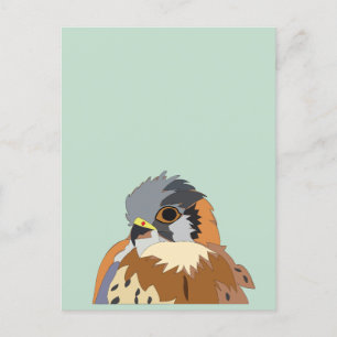 Falcon Bird Falcon Postcard