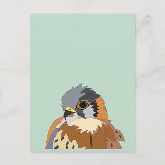 Falcon Bird Falcon Postcard (Front)