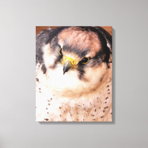 FALCON BIRD OF PREY CANVAS PRINT