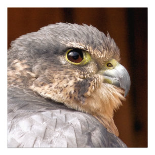 FALCON BIRD OF PREY PHOTO PRINT