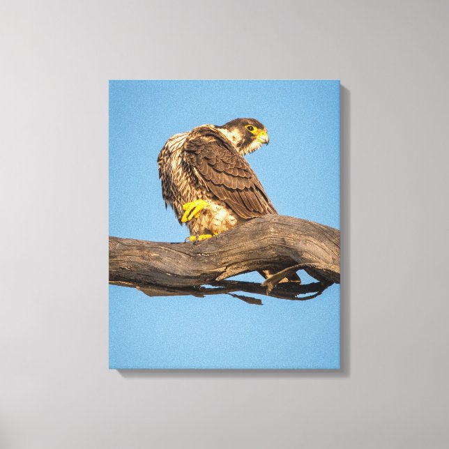 Falcon Canvas Wall Art | Wildlife Raptor Print (Front)