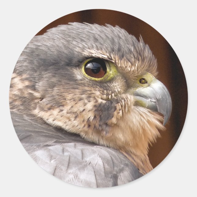 FALCON CLASSIC ROUND STICKER (Front)
