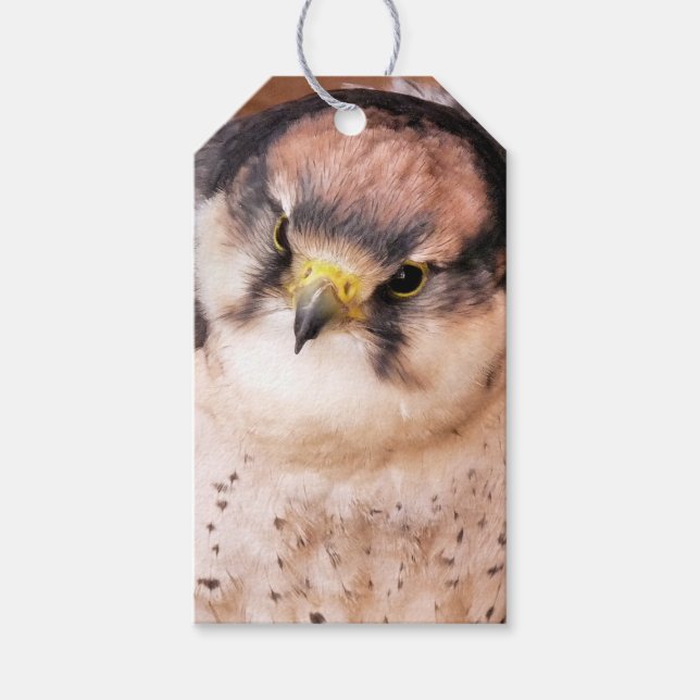 FALCON GIFT TAGS (Front)
