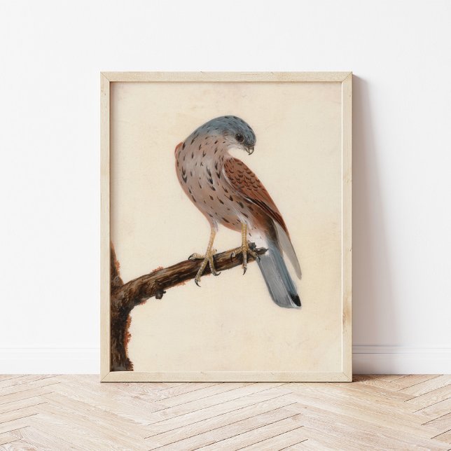 Falcon Hen Kestrel | William Lewin Poster (Creator Uploaded)