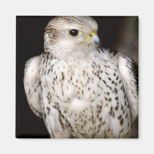 Falcon Magnet