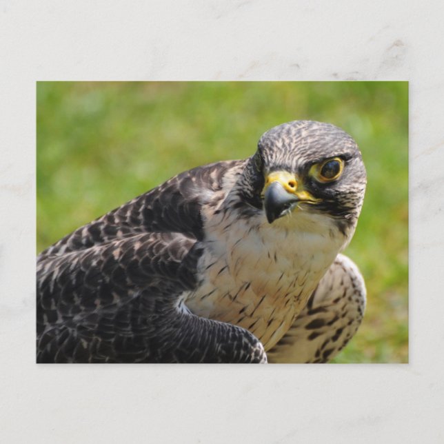 falcon postcard (Front)