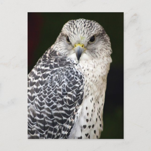 Falcon Postcard (Front)