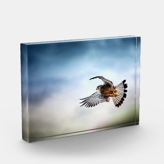 Falcon Soaring in the Sky Photo Block (Left)
