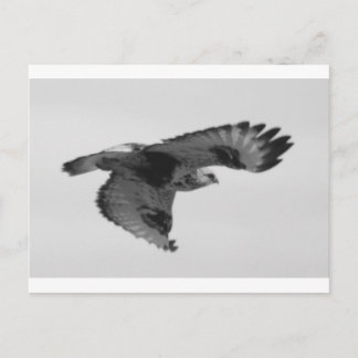 FalconInFlight Postcard