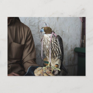 Falconry falcon postcard