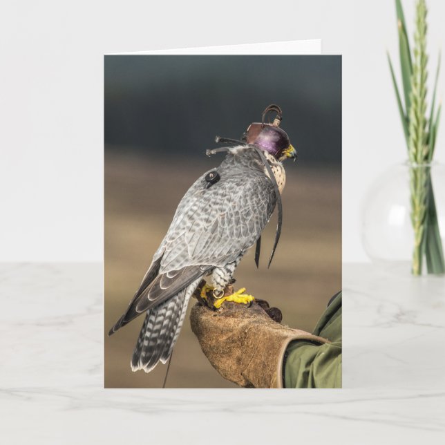 Falconry Greetings Card (Front)