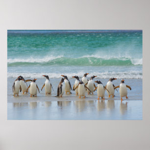 Falkland Islands. Saunders Island. Gentoo 5 Poster