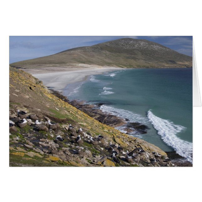 Falkland Islands, West Falkland, Saunders (Front Horizontal)